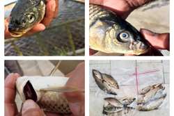 نمونه برداری تلفات ماهی کپور در گناباد